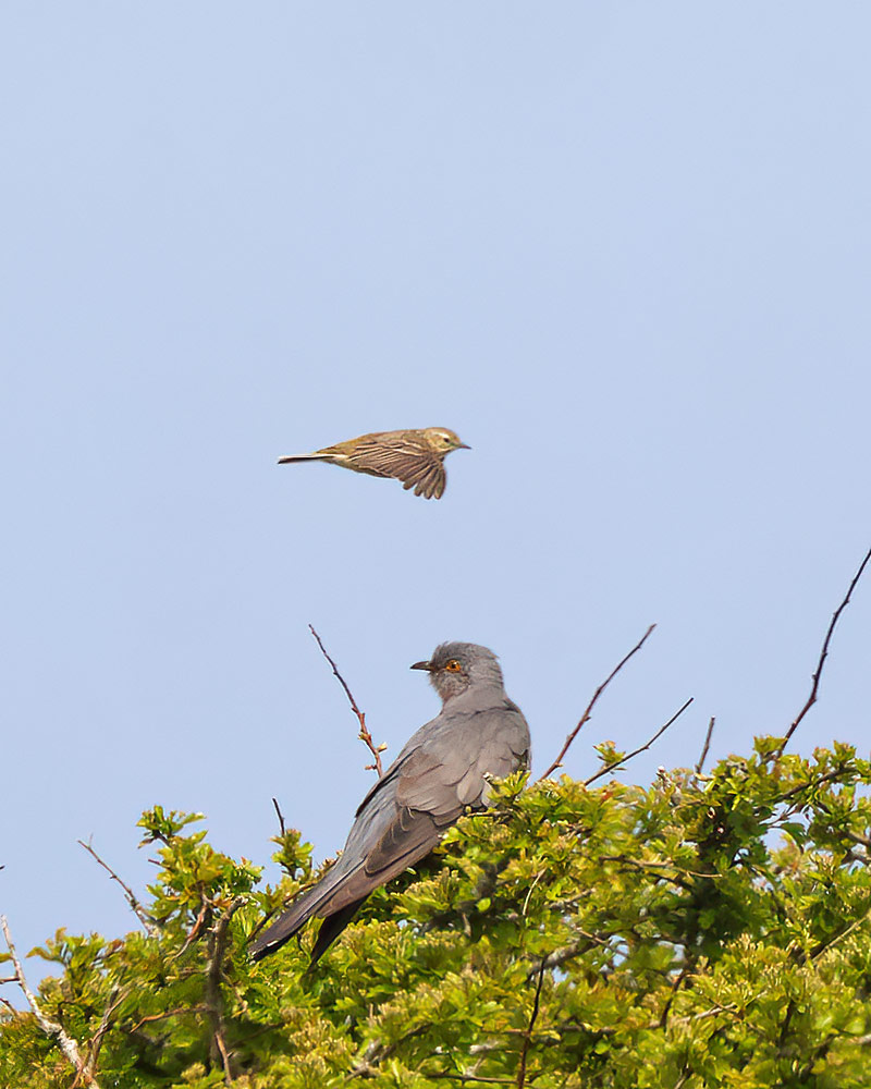 Cuckoo and meadow pipit